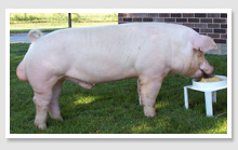 '06 Hog College Boar